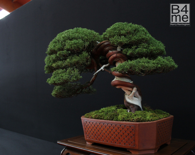 Itoigawa bonsai